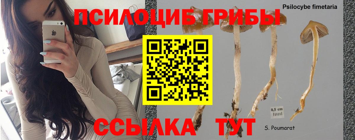 Псилоцибиновые грибы Magic Shrooms Карачаевск